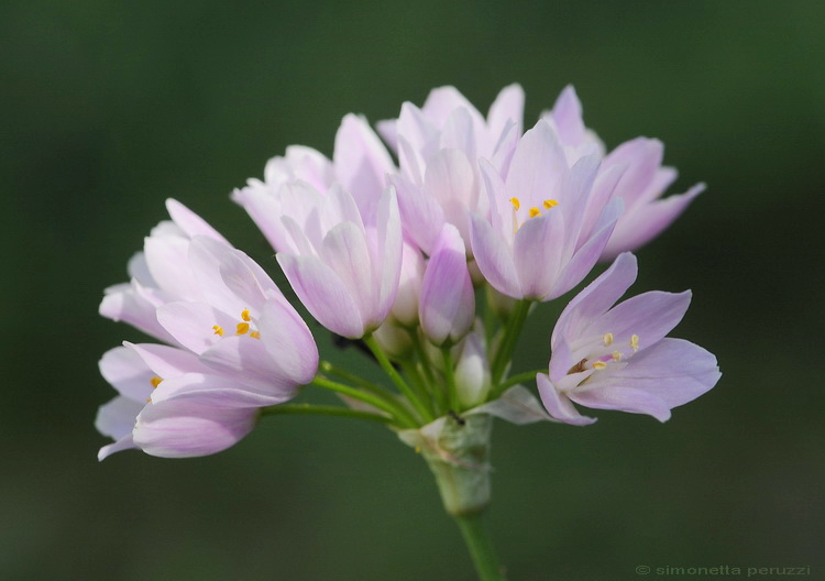 Allium roseum / Aglio roseo